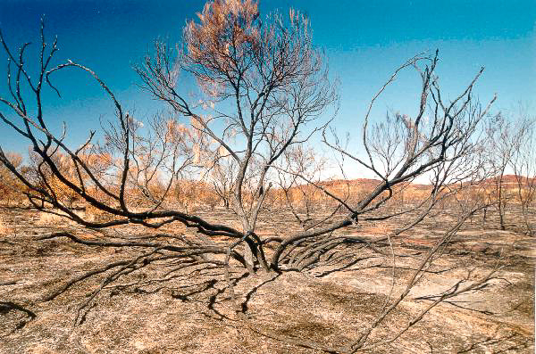 29 wildfire