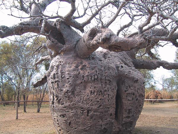 35 Boabab Prisontree