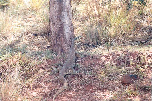 37 Goana 2 meter