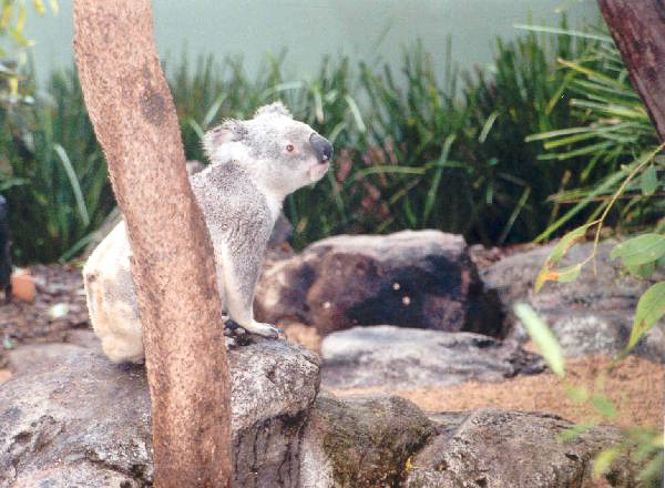 3 Australia Zoo