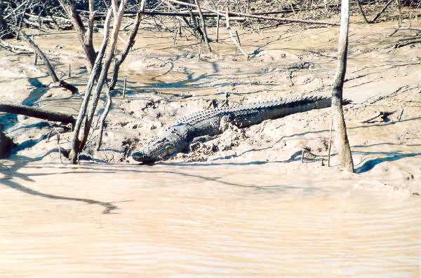74 Adelaide River