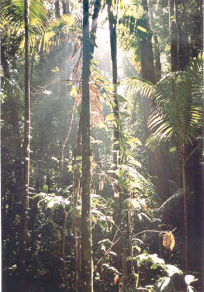 7 Regnskov  Fraser Island